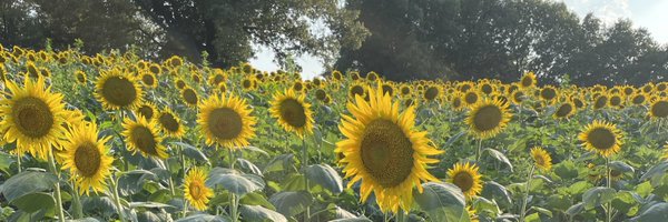 gabbertc Profile Banner
