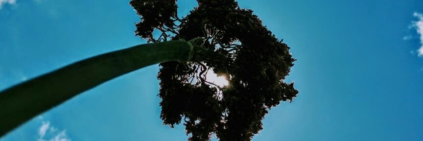 kangangi_'s profile banner image