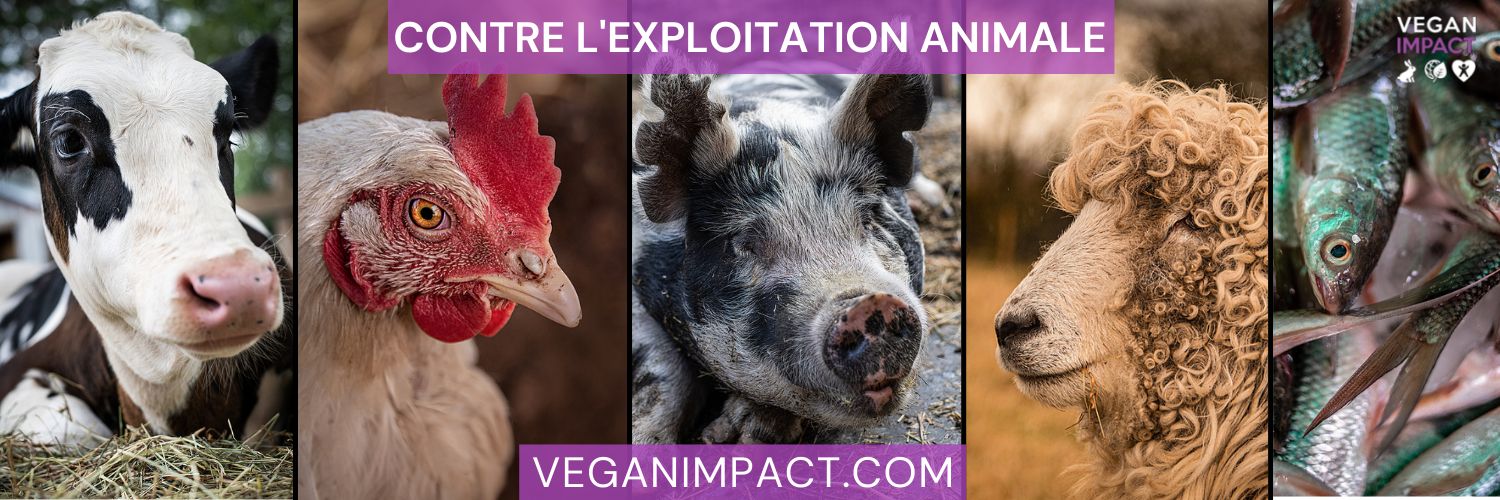 Vegan Impact banner
