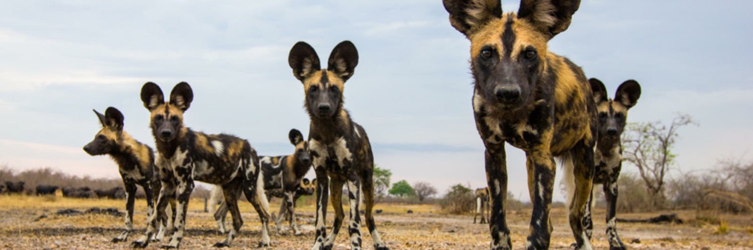 Magologolo banner