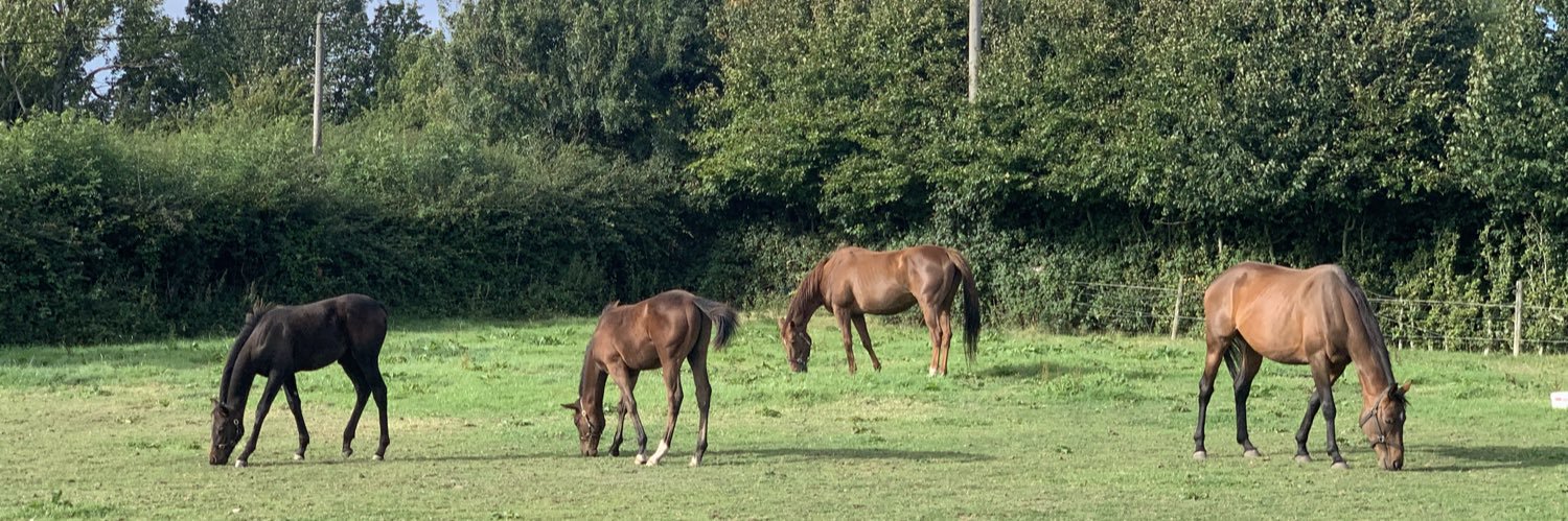 Manuela Bächler banner