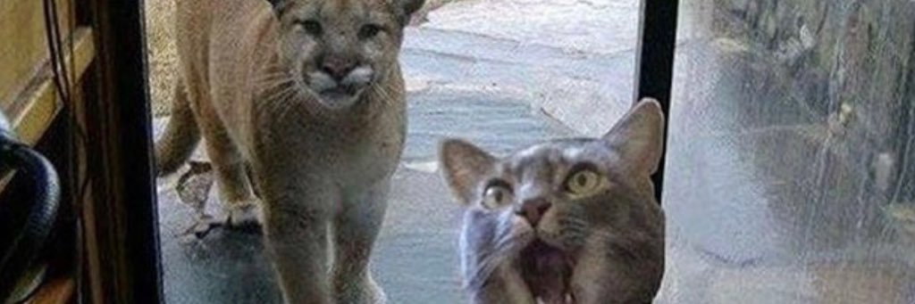 scatlovermd's profile banner image