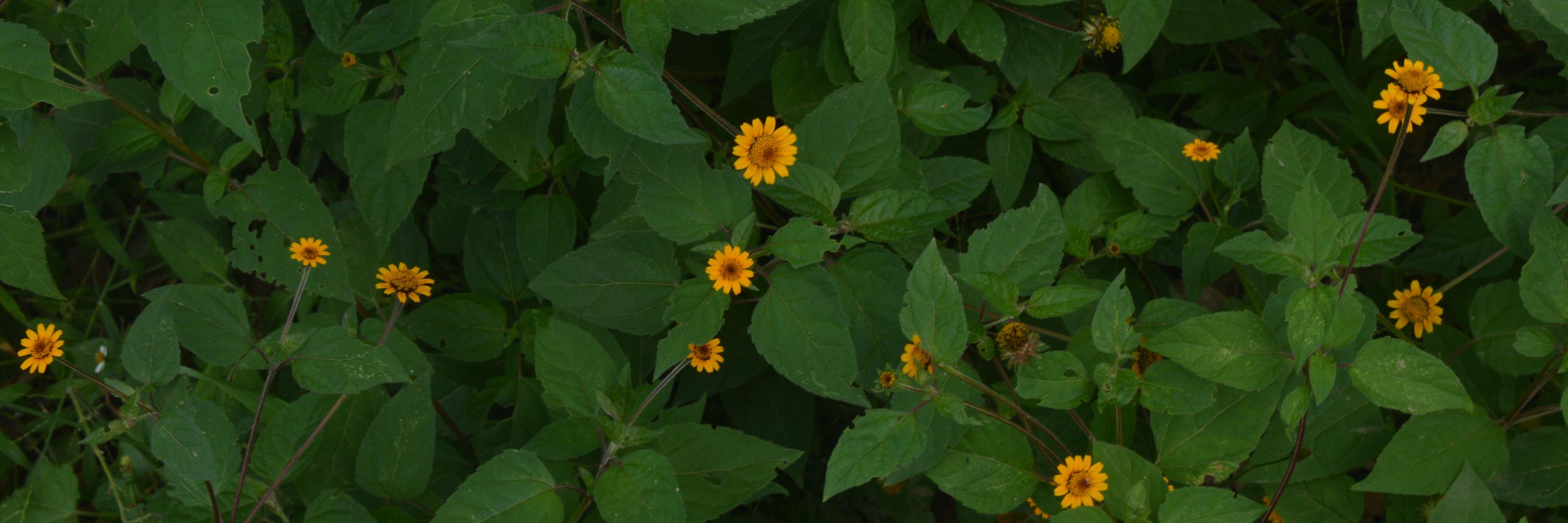 NatumanoCol's profile banner image
