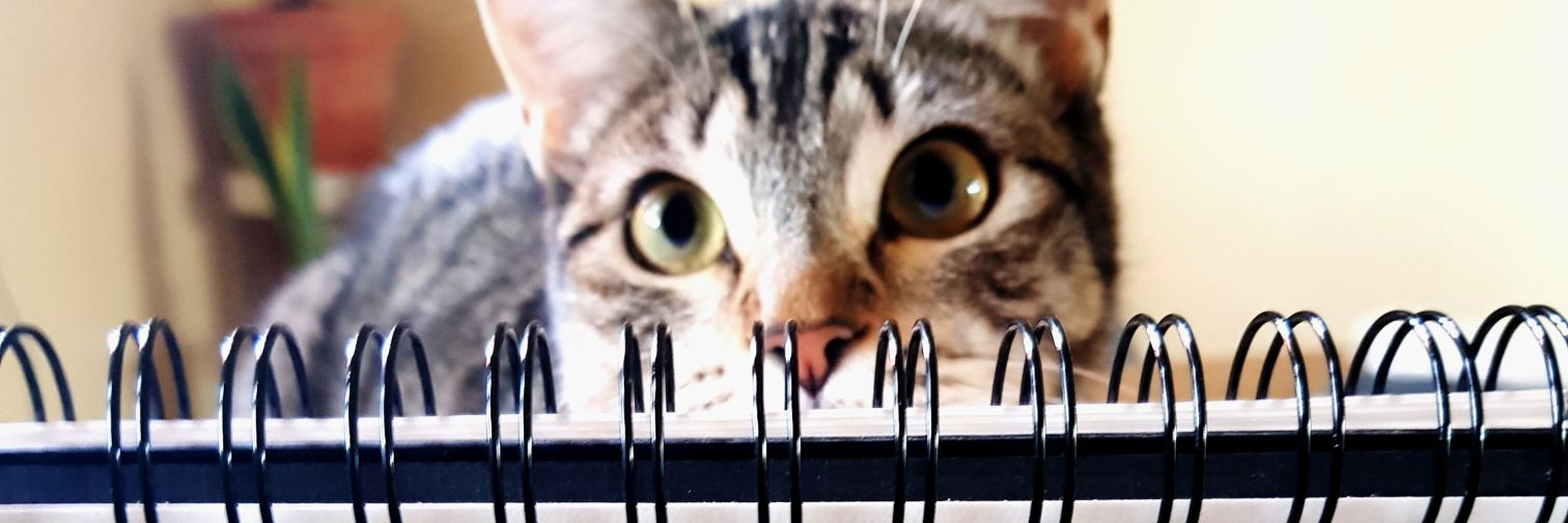 Bitingnclawing's profile banner image