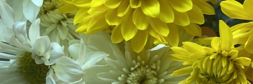 ___elizabitch__'s profile banner image