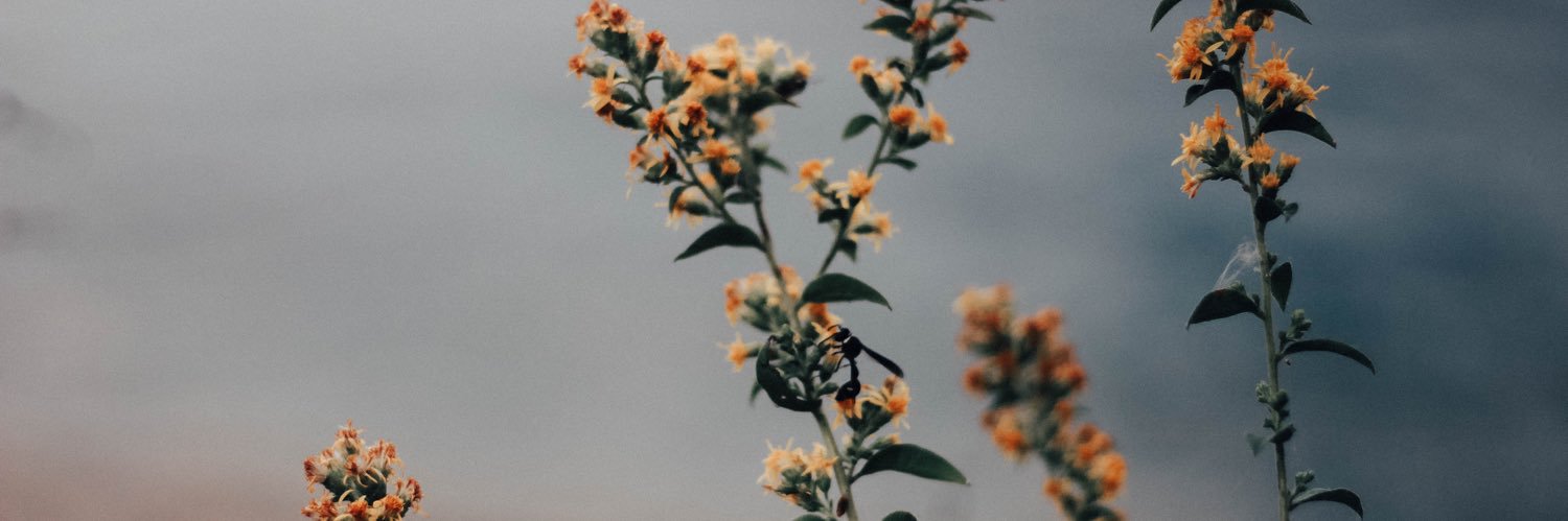 Brook ✨is QUERYING✨ banner