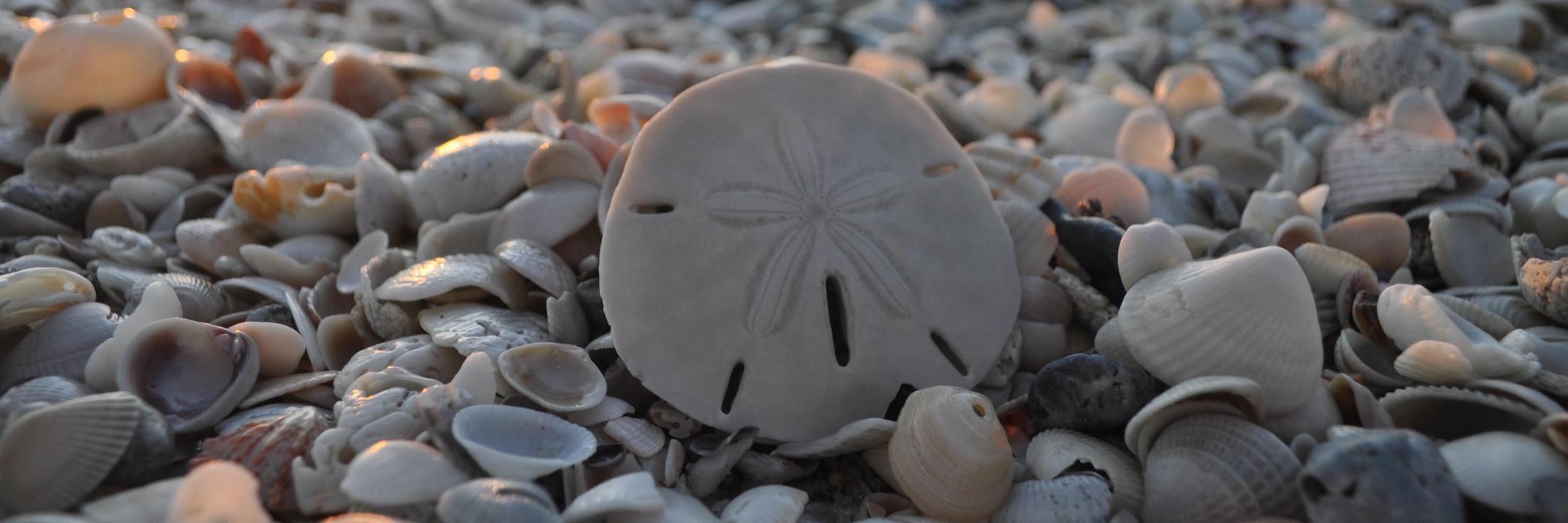 Mrs. Sinclair banner