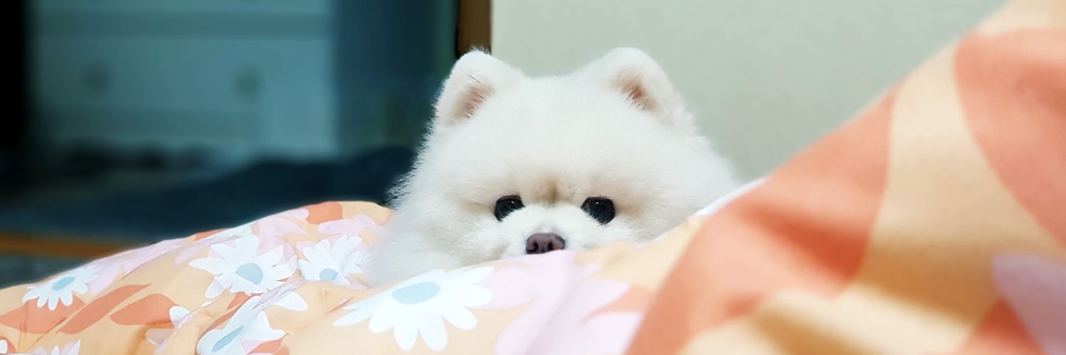 taecmong's profile banner image