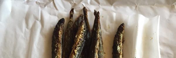 MajKarma Profile Banner