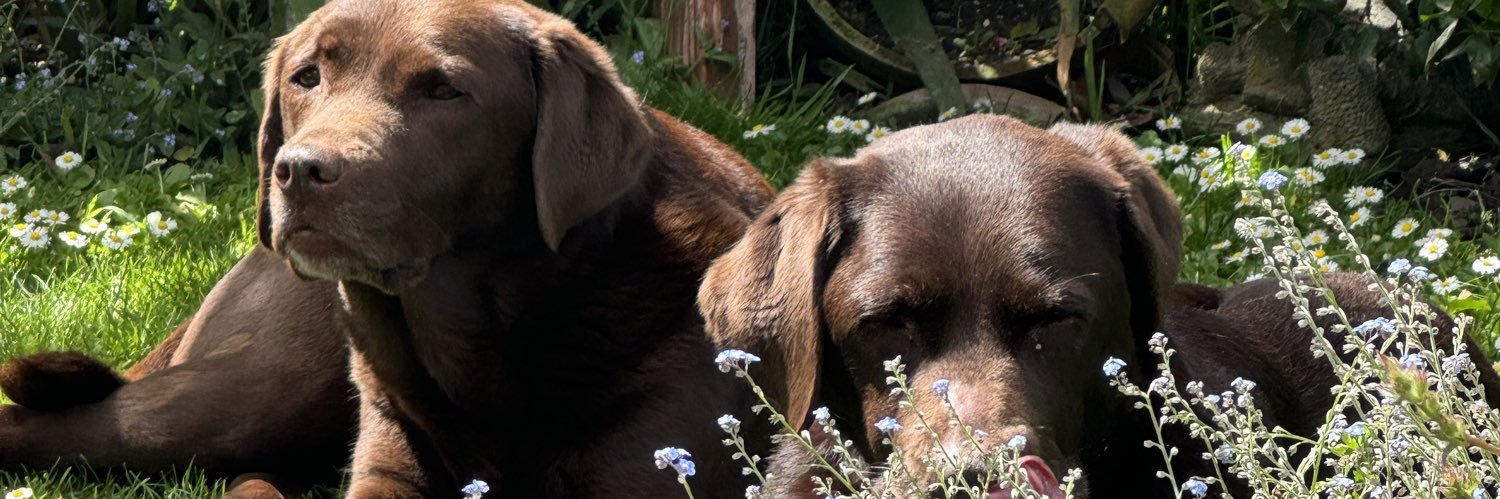 Denirogers's profile banner image