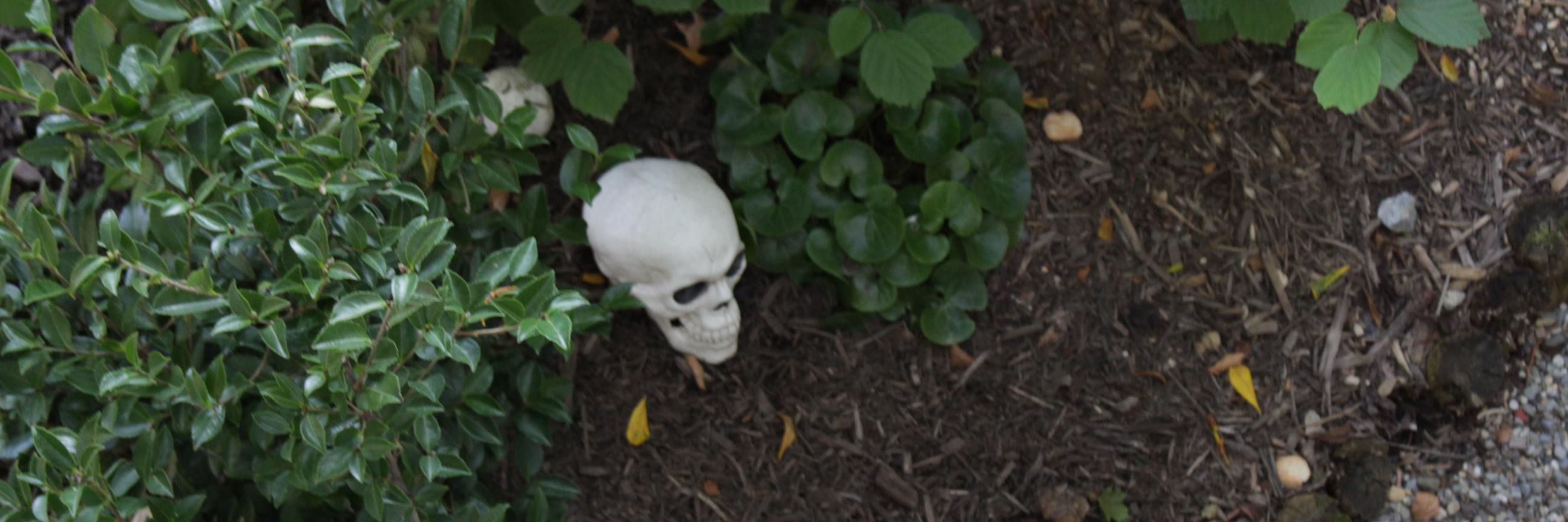 nuisance 🥚 bear banner