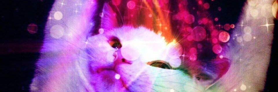tofudidaaa's profile banner image