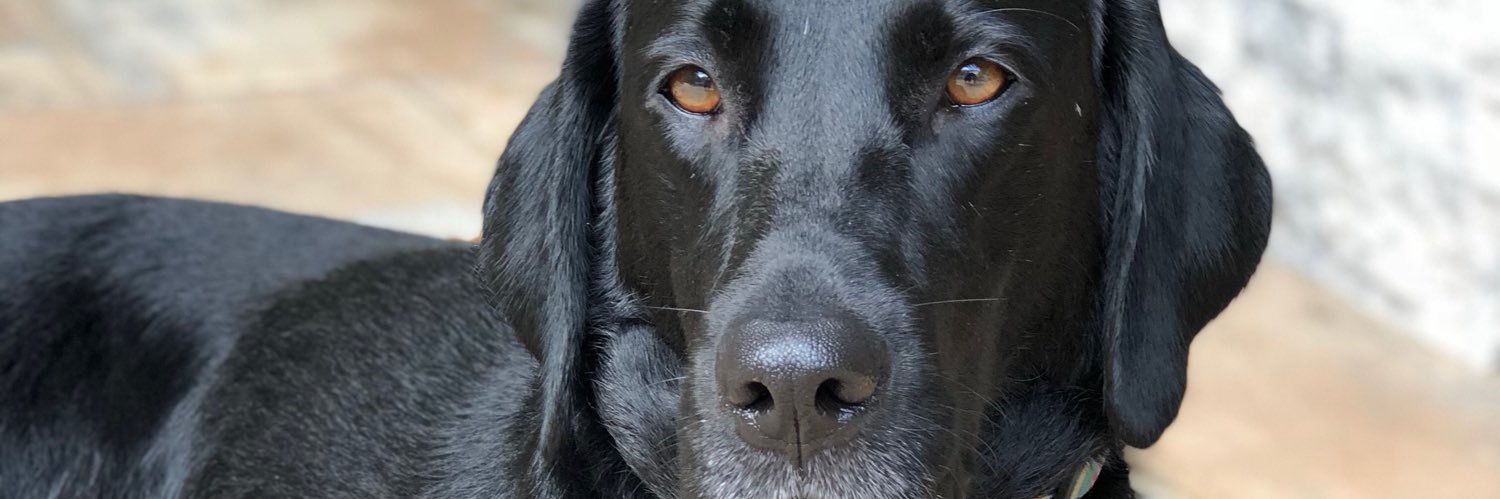 ellie_longest's profile banner image