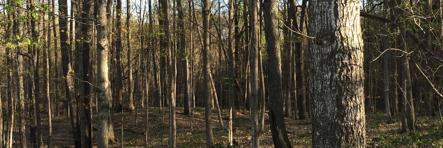 avlogojan's profile banner image