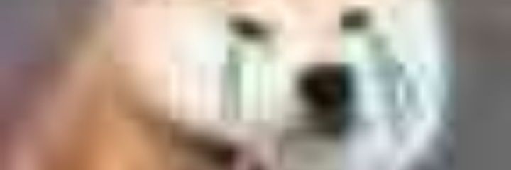 DogsDogsDoggy's profile banner image