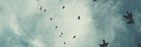 Trapotical's profile banner image