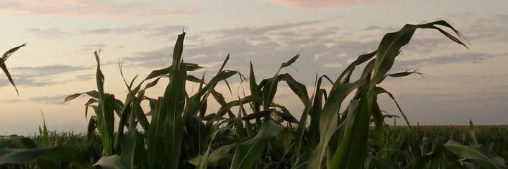 Sofi_Girodoo's profile banner image