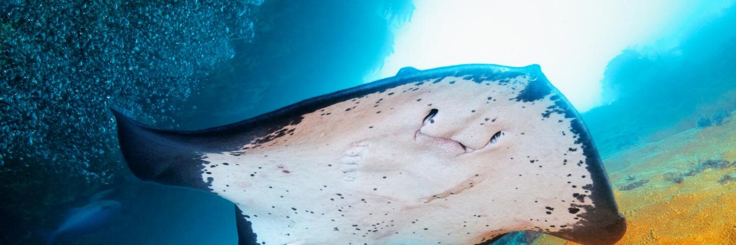 DiveTutukaka's profile banner image