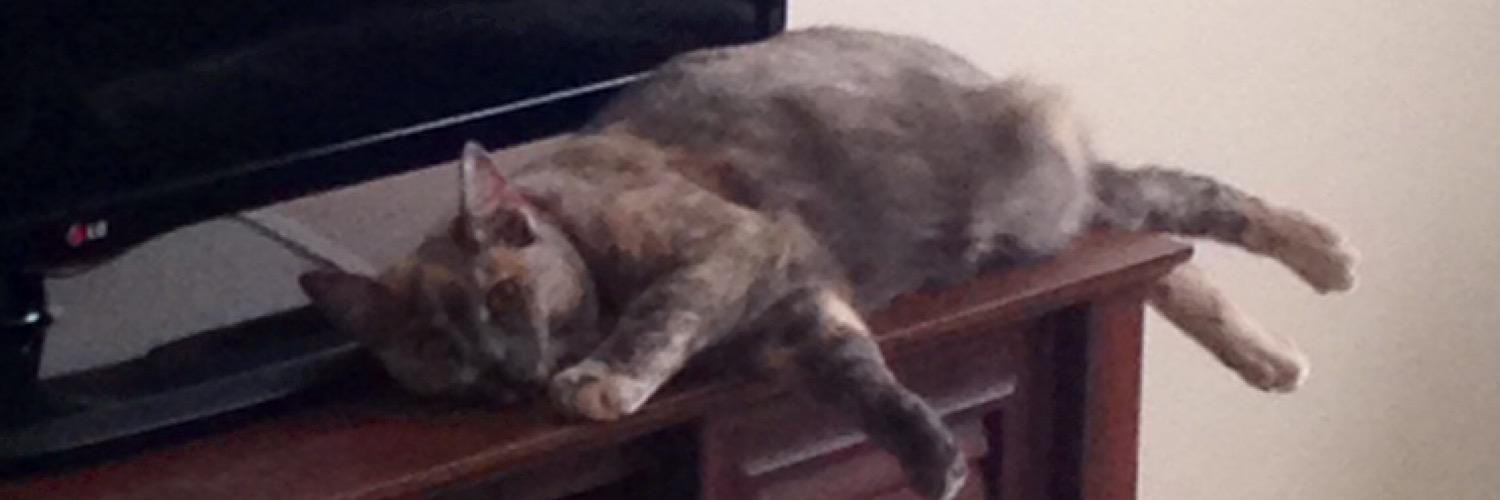 CaliTheCat667's profile banner image