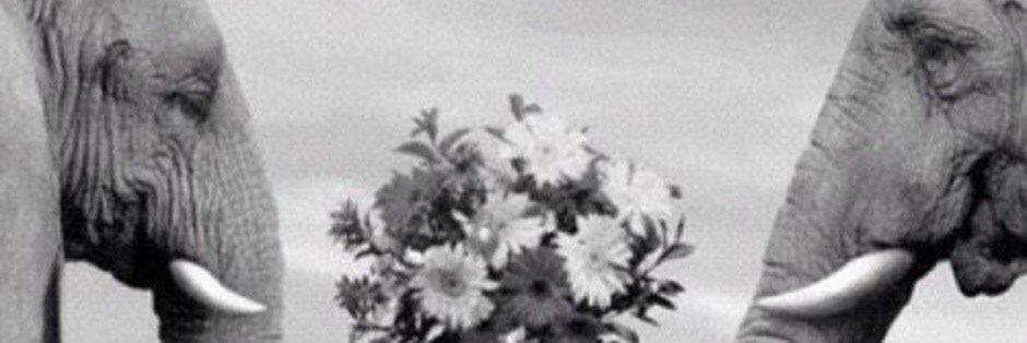 _lcarroll_'s profile banner image
