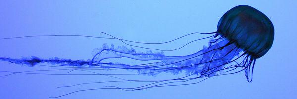 Μοχθηρή Σαλούφα banner