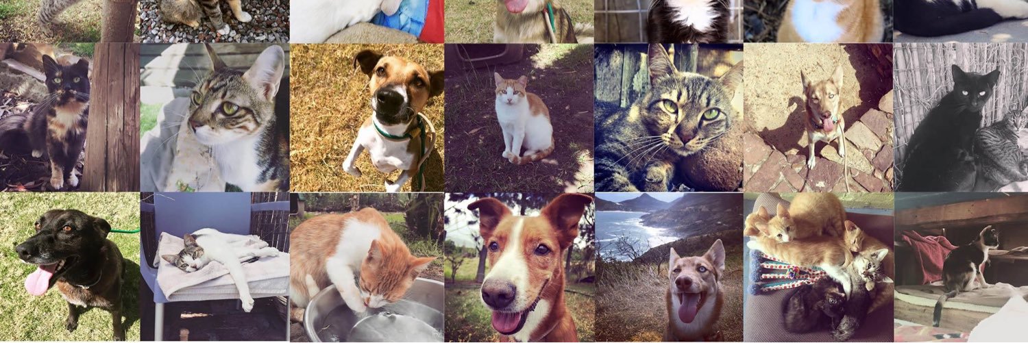 pawsofcapetown's profile banner image