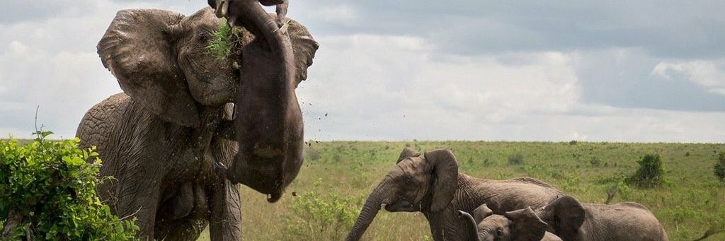 Chad_AH's profile banner image