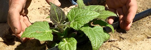 Beotanics Profile Banner