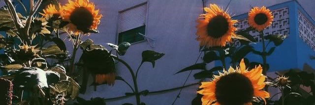 vit_chaves's profile banner image