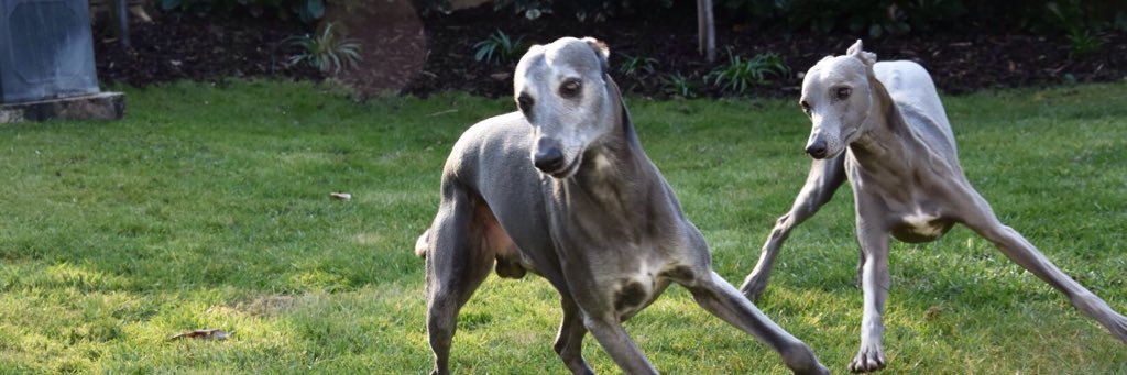 WallaceWhippet's profile banner image