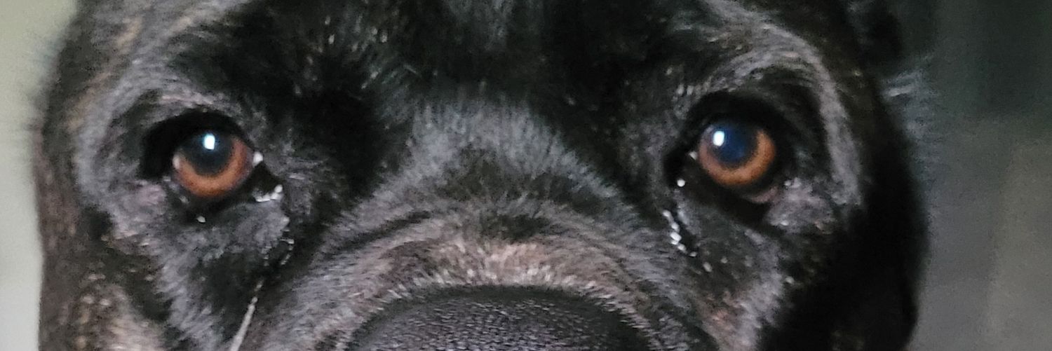 Bohdusafa's profile banner image