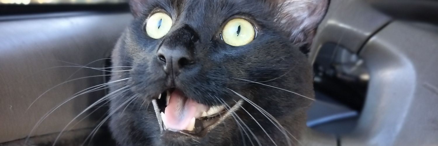 Kathryn Wilkinson banner