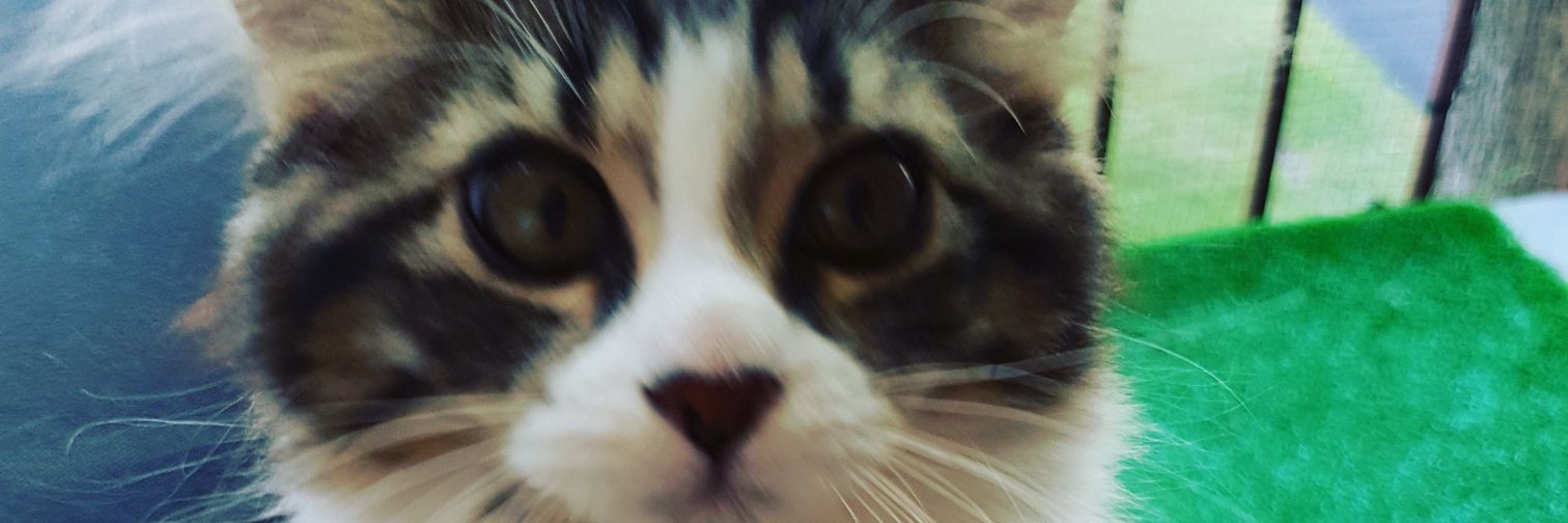 CathMnard's profile banner image