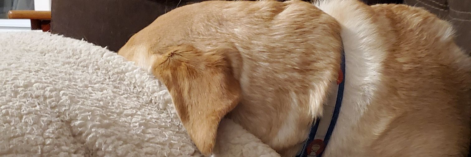 RedJen30's profile banner image