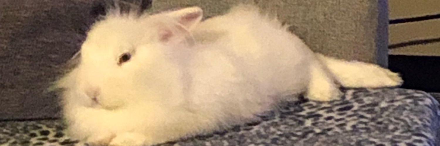 StoyanoffAlex's profile banner image
