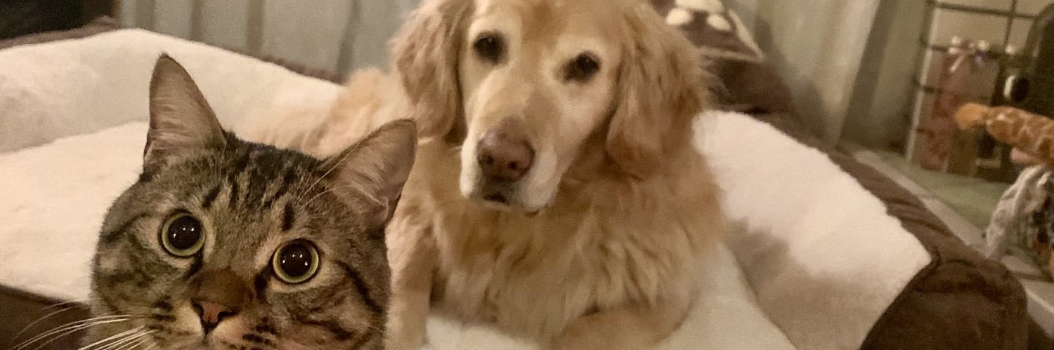 🐶こむぎ🐶 banner