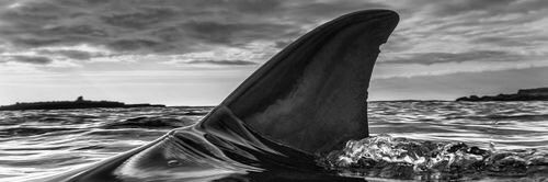 Don Monejo 🦈 banner