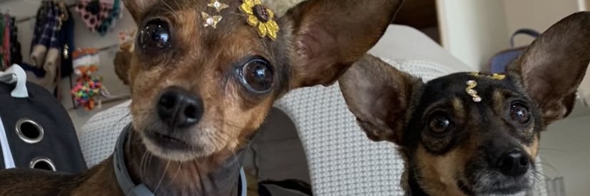 graziola_'s profile banner image