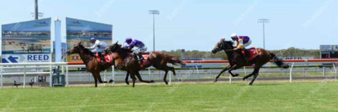 Premium Punts banner