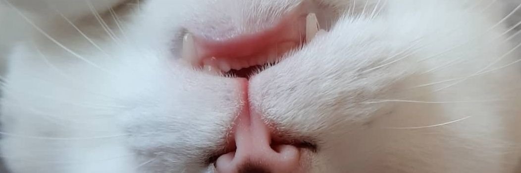 IsabelaCeccatto's profile banner image