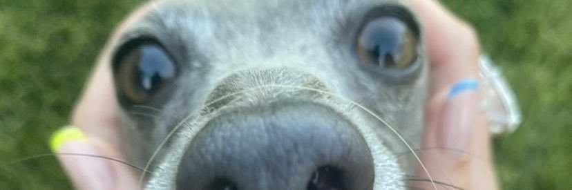 elinerillard's profile banner image