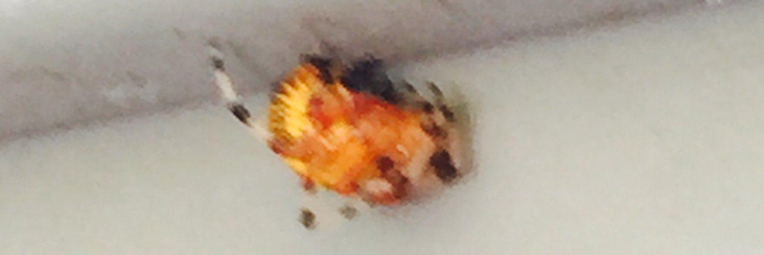 NellyNelTell'Em banner