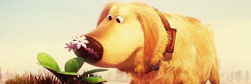FluffyDug's profile banner image