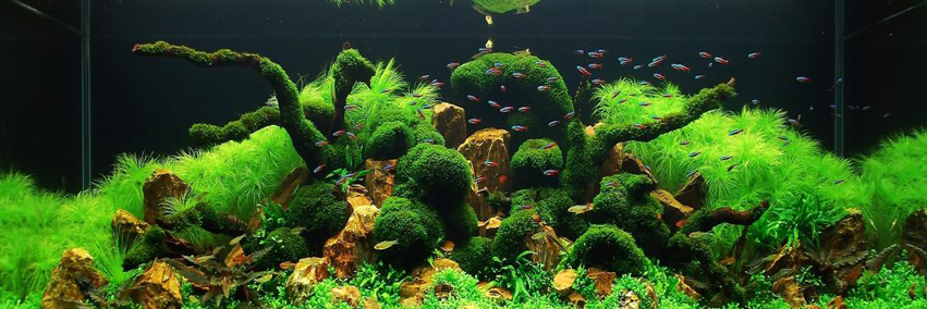 aquaMegaClub's profile banner image