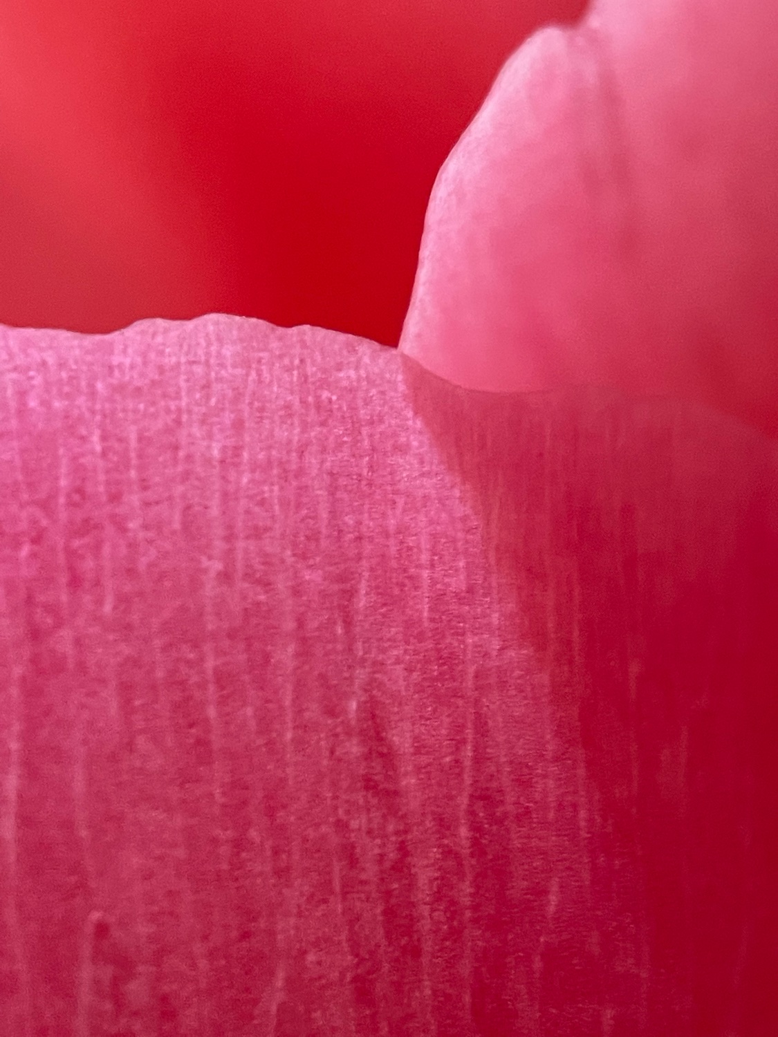 Malu banner