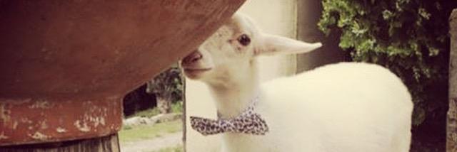 KitschBowTies's profile banner image
