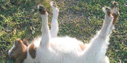 HandsoemeGoatie's profile banner image