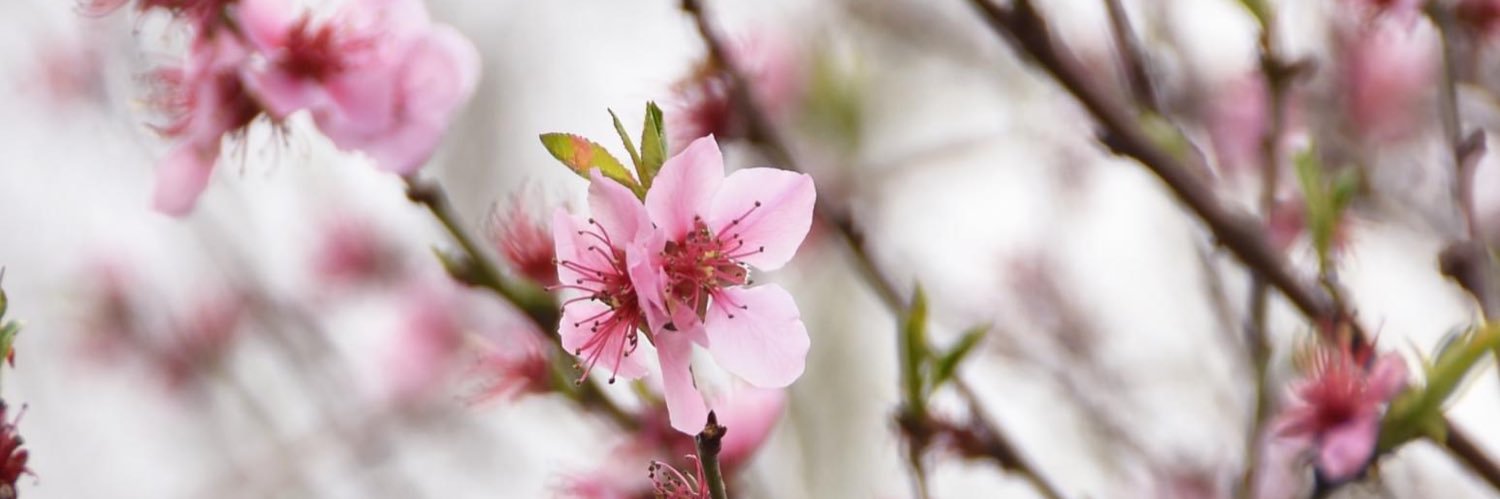 Amel_typ's profile banner image