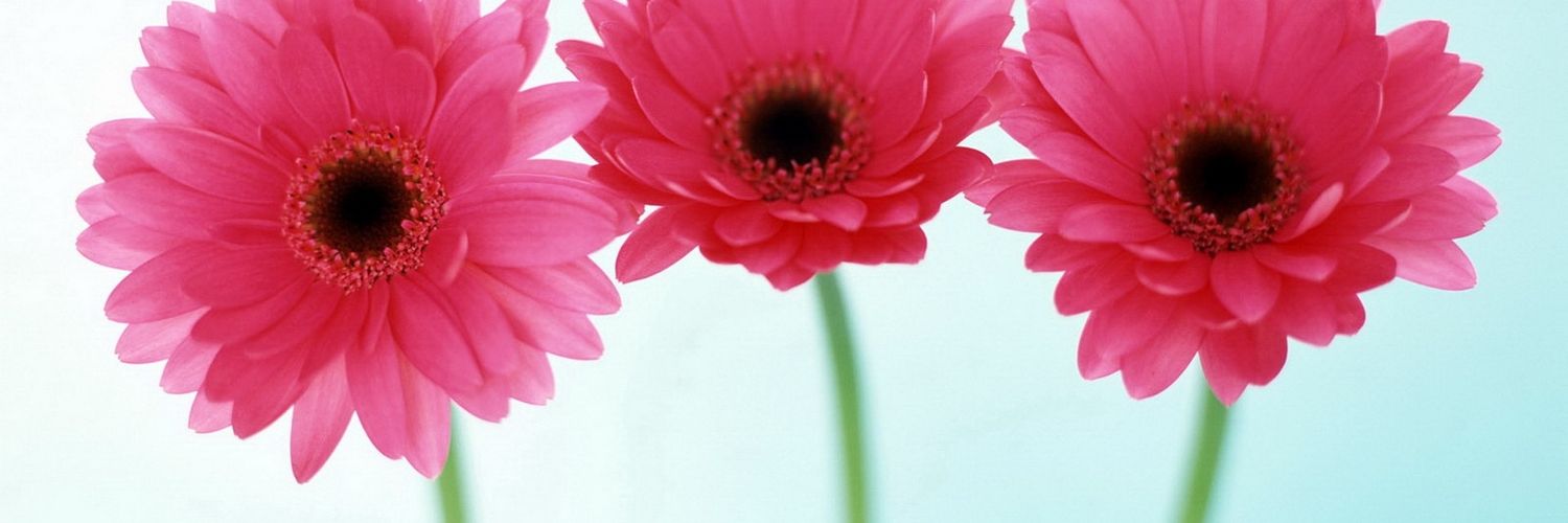allieeethompson's profile banner image