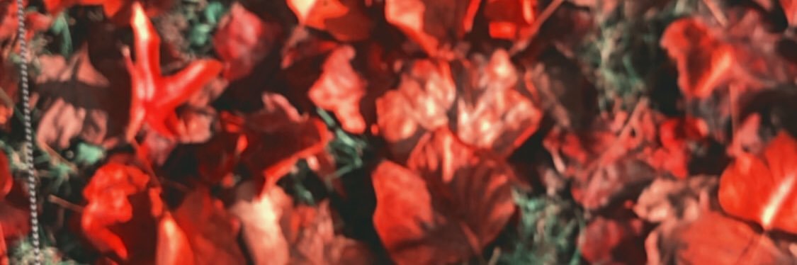frazacca's profile banner image